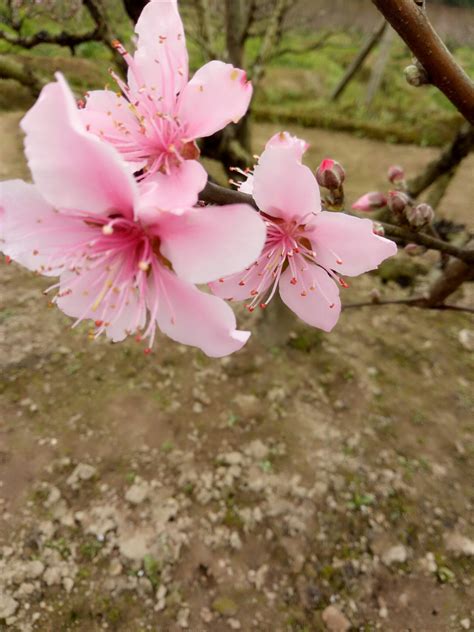 增加桃花运的方法|几种增加桃花运最快的方法